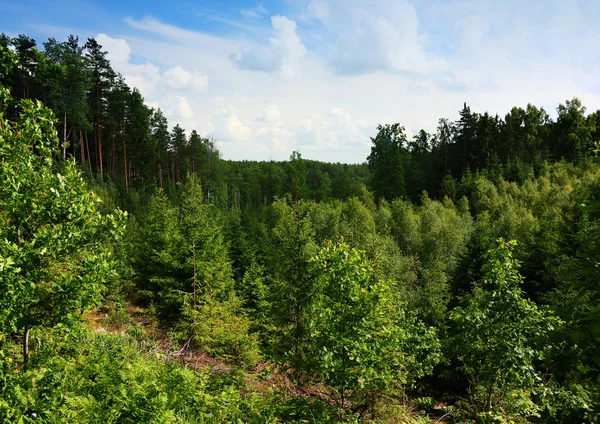 Forest — Stock Photo, Image