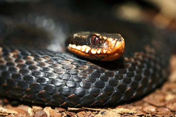 毒蛇 — 图库照片
