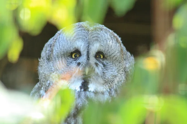 Búho gris — Foto de Stock