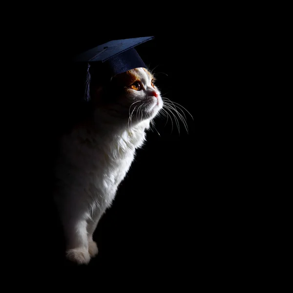 小猫学生 — 图库照片