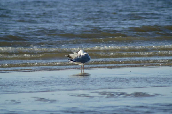 Möwe — Stockfoto