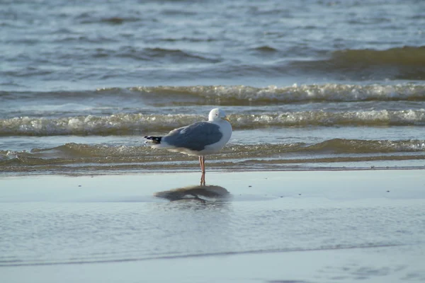 Möwe — Stockfoto