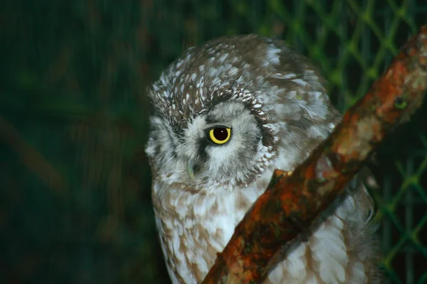 Búho boreal — Foto de Stock