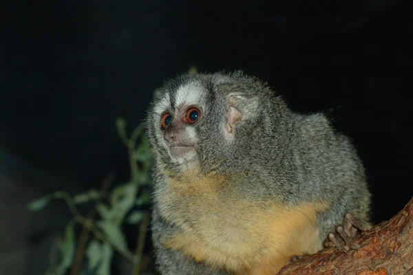 Primate in zoo — Stock Photo, Image