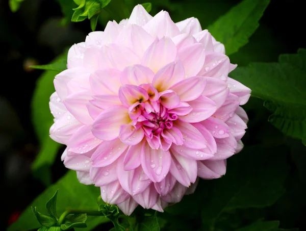 Pink flower — Stock Photo, Image