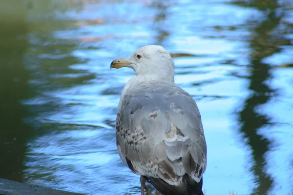 Gaivota — Fotografia de Stock