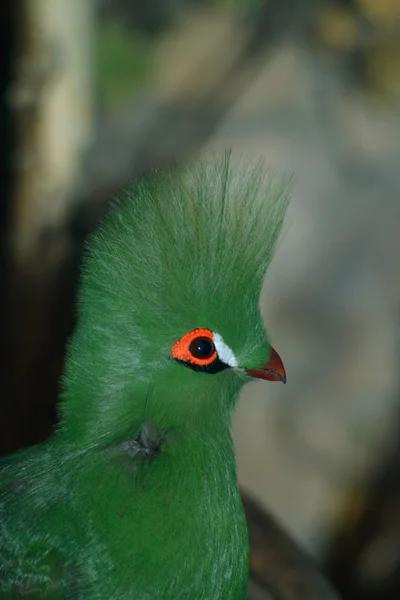 Lourie... — Fotografia de Stock