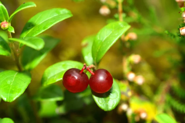 Preiselbeere — Stockfoto