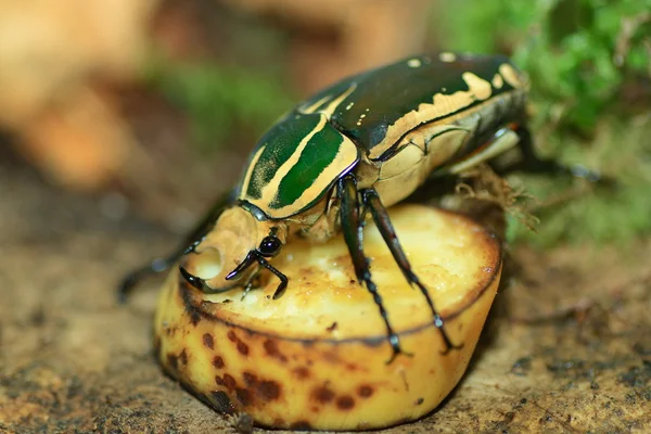 ゴリアテのカブトムシ — ストック写真