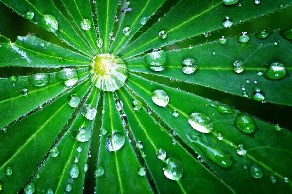 Droppe av dagg på ett grönt blad — Stockfoto