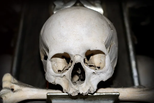 Skull — Stock Photo, Image