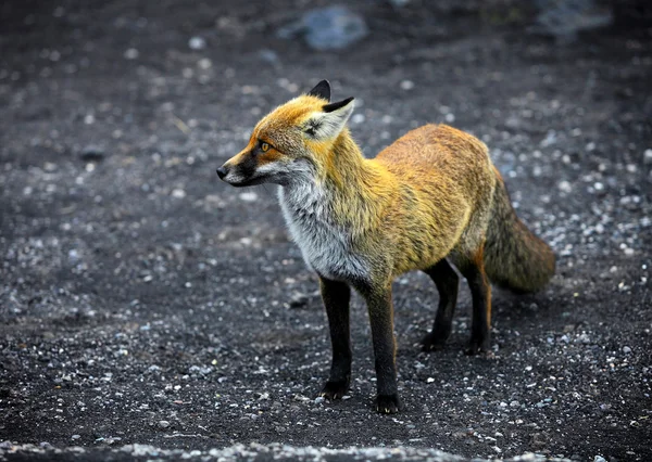 Young fox — Stock Photo, Image