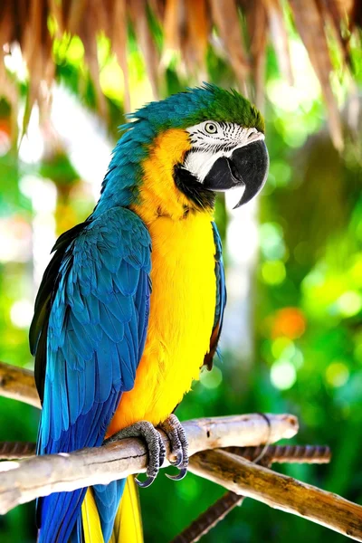 Parrot — Stock Image Parrot Royalty Free Stock Images