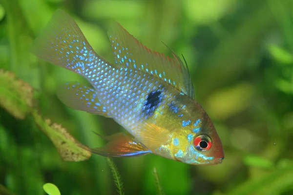 Fish in aquarium Stock Picture