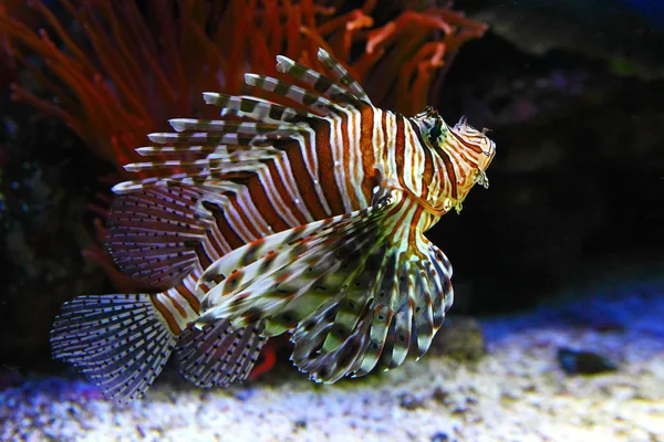 Pesce drago Foto Stock Royalty Free