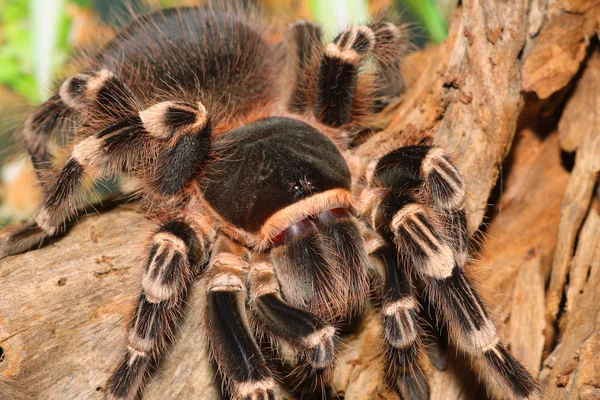 Vogelspinne lizenzfreie Stockfotos