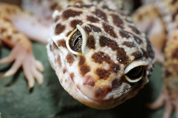 Cabeza de lagarto Gecko Fotos de stock libres de derechos