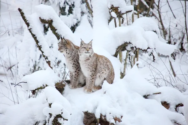 Luchs — Stockfoto