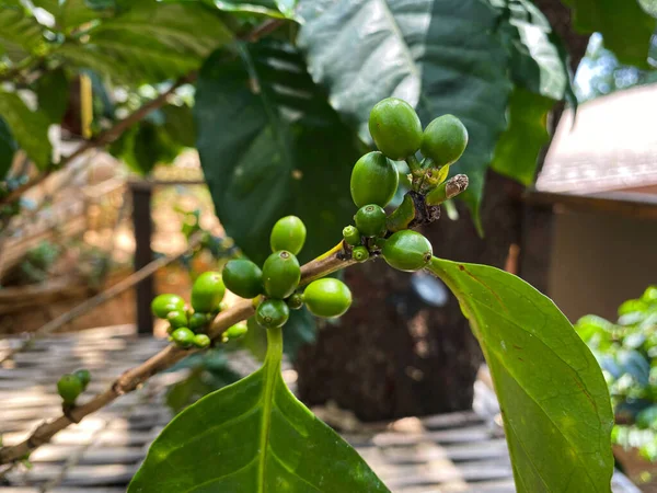 Green Coffee Bean Blur Background — Zdjęcie stockowe