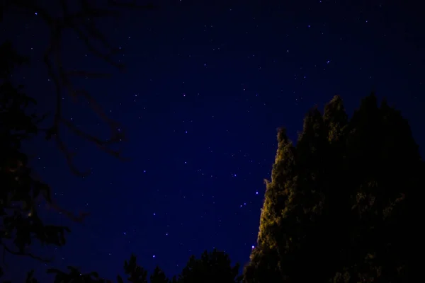 Звёздное Небо Лето Видение Неба Летнюю Ночь Деревья Которые Кадр — стоковое фото