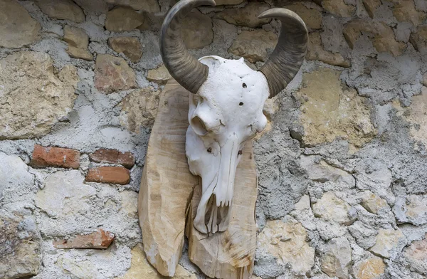 De schedel van een RAM-geheugen — Stockfoto