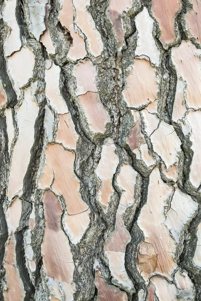 Piedra corteza de pino textura — Foto de Stock