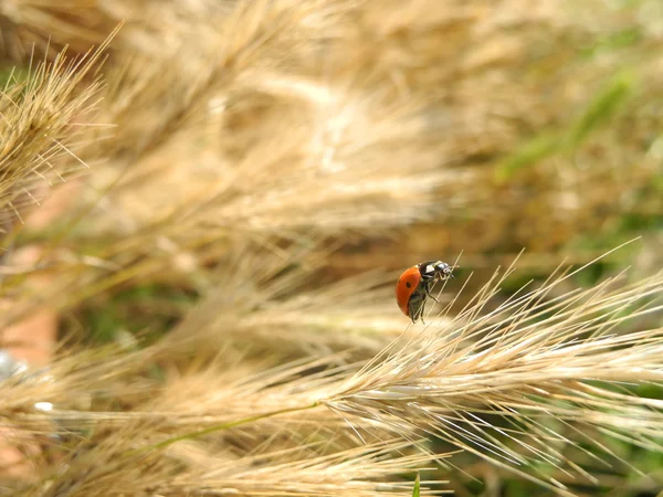 Ladybird — Stockfoto