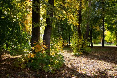 Güneş ışığı ağaçların sonbahar renklerini aydınlatır.. 