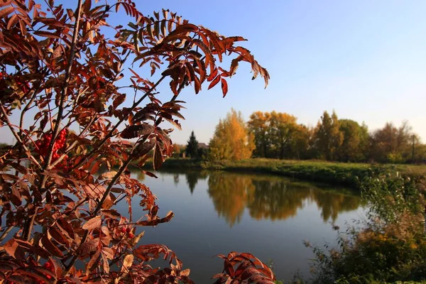 池の近くの木の赤い葉が自然を映し出す — ストック写真