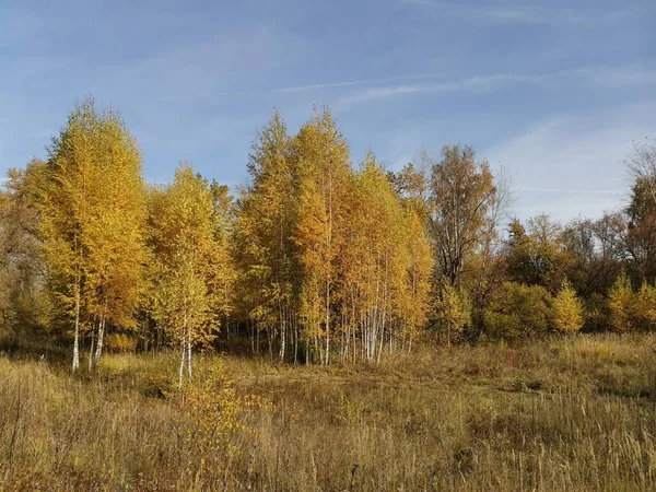 Золотая Осень Желтые Листья Осенние Цвета — стоковое фото