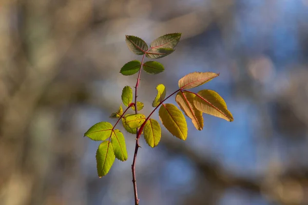 Herfstblad Zijn Kleuren — Stockfoto