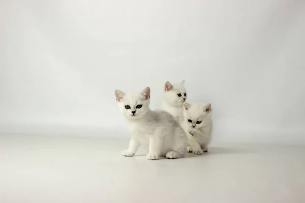 Group of beautiful little silver british kittens isolated on white background — Stock Photo, Image