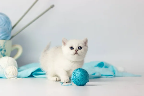Lindo gatito jugando con hilo, sobre fondo blanco — Foto de Stock