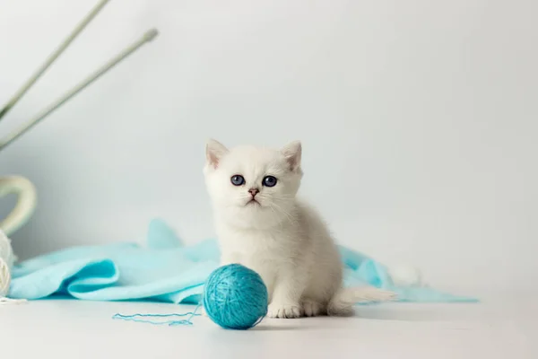 Gatinho bonito brincando com fios, no fundo branco — Fotografia de Stock