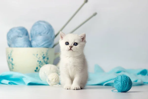 Cute kitten playing with yarn, on white background — Stock Photo, Image