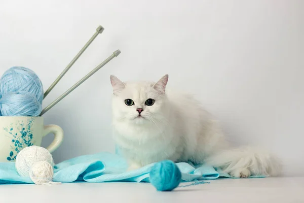 pretty kitten playing with yarn ball on light background. British shorthair cat posing on blue background
