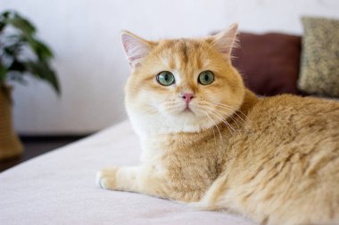 Yatakta yatan tatlı altın kedi. Yeşil gözlü İngiliz Shortair Kedisi yetiştir. Kapat.