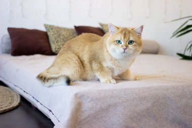 Yatakta yatan tatlı altın kedi. Yeşil gözlü İngiliz Shortair Kedisi yetiştir. Kapat.