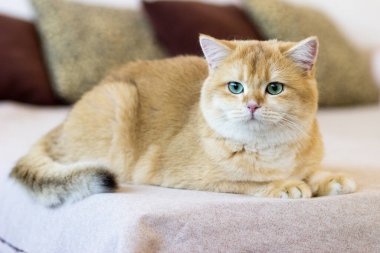 Yatakta yatan tatlı altın kedi. Yeşil gözlü İngiliz Shortair Kedisi yetiştir. Kapat.