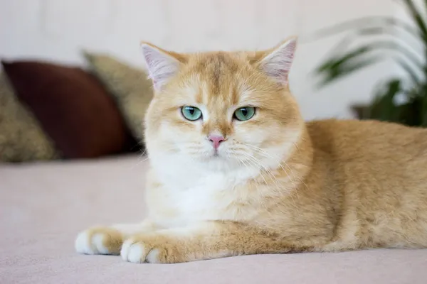 Yatakta yatan tatlı altın kedi. Yeşil gözlü İngiliz Shortair Kedisi yetiştir. Kapat. — Stok fotoğraf