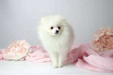 Pomeranian spitz. Cute fluffy charming cream-haired Pomeranian Spitz in full growth on white and pink background.
