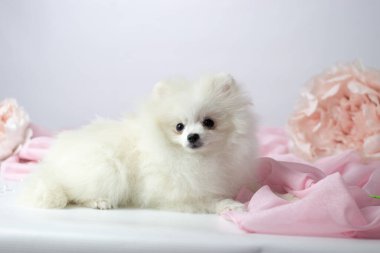 Pomeranian spitz. Cute fluffy charming cream-haired Pomeranian Spitz in full growth on white and pink background.