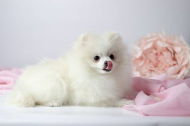 Pomeranian spitz. Cute fluffy charming cream-haired Pomeranian Spitz in full growth on white and pink background.