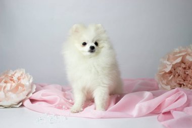 Pomeranian spitz. Cute fluffy charming cream-haired Pomeranian Spitz in full growth on white and pink background.