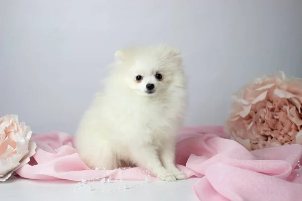 Pomeranian spitz. Cute fluffy charming cream-haired Pomeranian Spitz in full growth on white and pink background. — стоковое фото