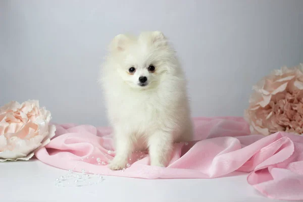 Pomerania spitz. Lindo mullido encantador de pelo crema Pomeranian Spitz en pleno crecimiento sobre fondo blanco y rosa. — Foto de Stock