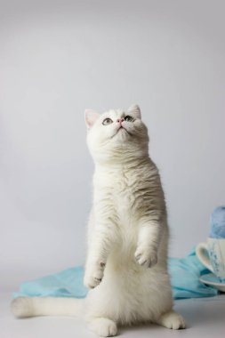 Mavi iplik yumağıyla oynayan sevimli gümüş renkli İngiliz kedi yavrusu. Ev konforu.