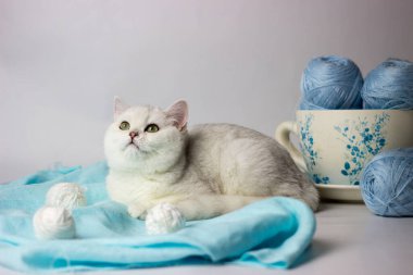 Mavi iplik yumağıyla oynayan sevimli gümüş renkli İngiliz kedi yavrusu. Ev konforu.