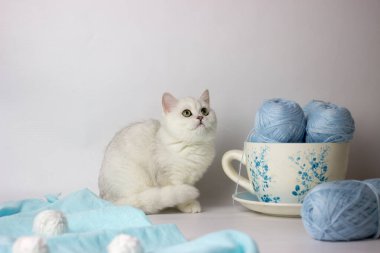 Mavi iplik yumağıyla oynayan sevimli gümüş renkli İngiliz kedi yavrusu. Ev konforu.