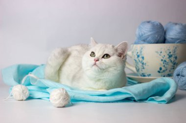 Mavi iplik yumağıyla oynayan sevimli gümüş renkli İngiliz kedi yavrusu. Ev konforu.